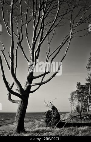 Windvögel am Weststrand, Fischland-Darss, Mecklenburg-Vorpommern Stockfoto