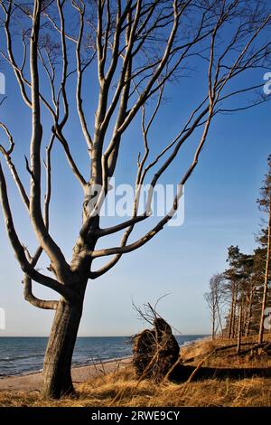 Windvögel am Weststrand, Fischland-Darss, Mecklenburg-Vorpommern Stockfoto