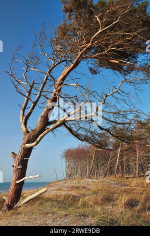 Windvögel am Weststrand, Fischland-Darss, Mecklenburg-Vorpommern Stockfoto