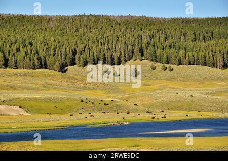 Büffelherde im Yellowstone-Nationalpark, USS Stockfoto