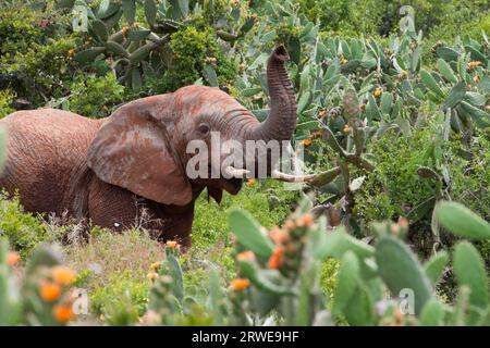 Elefanten im Addo Elephant Park, Südafrika Stockfoto