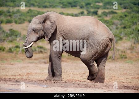 Elefanten im Addo Elephant Park, Südafrika Stockfoto