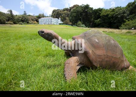 Riesenschildkröte auf St. Helena Stockfoto