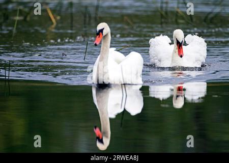 Stummschwäne (Cygnus olor) werden jedes Jahr einer vollständigen Meuterei unterzogen, bei der das Gefieder erneuert wird (Foto Stummschwanenmännchen bedroht einen Konspezies) Stockfoto