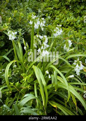 Wild wachsendes Allium triquetrum, auch bekannt als Zwiebelkraut, dreieckiger Lauch oder dreieckiger Knoblauch Stockfoto