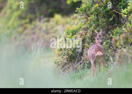 Hirschpricket im Wechsel der Fellbräunchen an einer Heckenbank (Europäisches Rehwild) (Westliches Rehwild) (Capreolus capreolus) Stockfoto