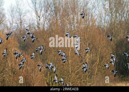 Barnakelgänse erreichen eine Körperlänge von 58, 69 cm (Barnakelgans) (Foto Weißwangengänse im Katinger Watt), Barnakelgans (Branta leucopsis) Stockfoto