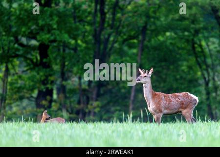 Rotwild (Cervus elaphus) (Capreolus capreolus), in der Wachstumsphase hilft der Samt, neu entstehende Geweihe zu schützen (Foto brocket mit Schädel) Stockfoto