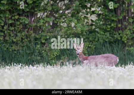 Europäisches Reh (Capreolus capreolus) im Fellwechsel auf einer Weide mit gemeinem Löwenzahn (Taraxacum) am Rande eines Waldes (Europäischer Roggen Stockfoto