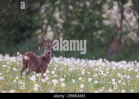 Europäisches Reh (Capreolus capreolus) im Fellwechsel auf einer Weide mit gemeinem Löwenzahn (Taraxacum) am Rande eines Waldes (Europäischer Roggen Stockfoto