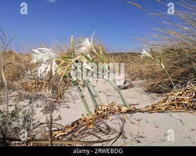 Sandlilie - Narzisse - Pancratium maritimum, Wildpflanzen blühen, weiße Blume, Sandstrand Hintergrund. Sea pancratium Lilie. Stockfoto