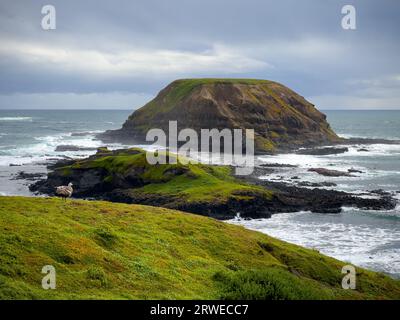 Von der Promenade, die früher als Seal Rocks bekannt war, hat man einen atemberaubenden Blick auf die Nobbies auf Phillip Island, Victoria, Australien. Stockfoto