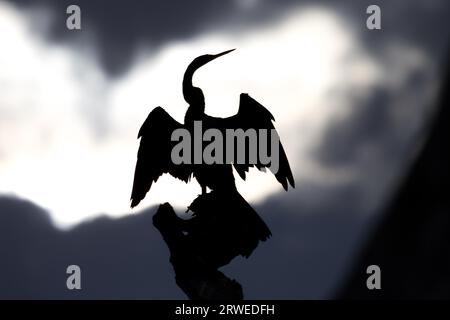 Silhouette eines australischen Darter ihre Flügel trocknen, gelbes Wasser, Kakadu National Park, Australien Stockfoto