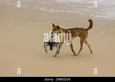 Australischer Dingo mit seiner Beute, ein Rohrkrautvogel am 75 Meile Strand, Fraser Island, Queensland, Austra Stockfoto