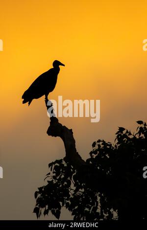 Silhouette der Mönchsgeier im Abendlicht, Pantanal, Brasilien Stockfoto