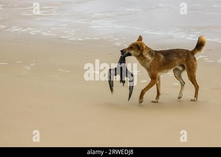 Australischer Dingo mit seiner Beute, ein Rohrkrautvogel am 75 Meile Strand, Fraser Island, Queensland, Austra Stockfoto