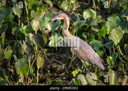 Nahaufnahme von Whistling Reiher waten in den Sumpf, Pantanal, Brasilien Stockfoto