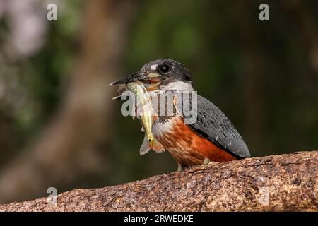 Beringter Eisvogel mit Beute auf einem Ast, Pantanal, Brasilien Stockfoto