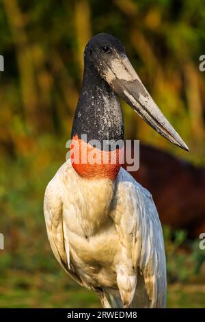 Nahaufnahme von Jabiru Storch, Pantanal, Brasilien Stockfoto