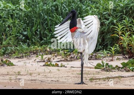 Jabiru-Storch trocknen seine Flügel am Flussufer, Pantanal, Brasilien Stockfoto