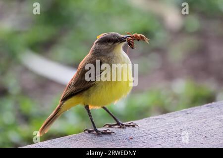 Rinder-Tyrann mit Insekt Beute im Schnabel, selten mit roten Kamm, Pantanal. Brazilien Stockfoto