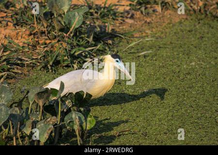 Angeschnittene Ärmel Reiher waten mit Schatten, Pantanal, Brasilien Stockfoto