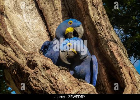 Hyazinthenaras schmiegen sich in einem Baumloch, Pantanal, Brasilien Stockfoto