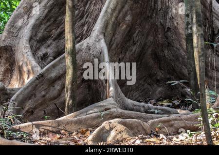 Nahaufnahme der Strebepfeiler Wurzeln eines Baumes Regenwald, Amazonas, Brasilien Stockfoto