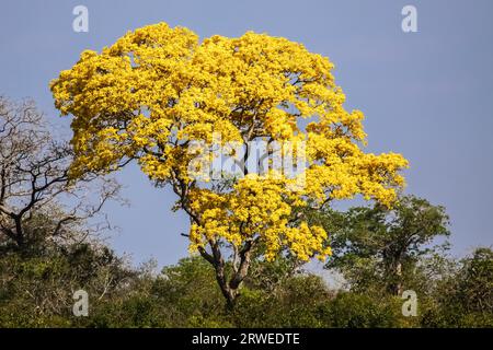 Gelbe Tabebuia (Tabebuia Alba) oder gelbe Ipe Baum in voller Blüte, Pantanal, Brasilien Stockfoto