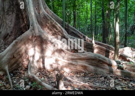 Nahaufnahme der Strebepfeiler Wurzeln eines Baumes Regenwald, Amazonas, Brasilien Stockfoto