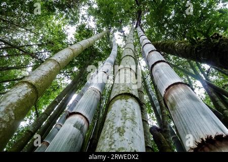 Bambuswald Hintergrund, niedriger Winkel, Atlantischer Wald, Brasilien Stockfoto