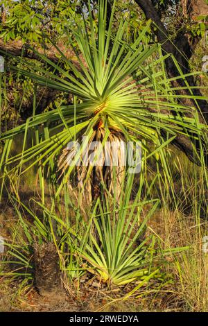 Morgenstimmung mit Pandanus-Palme, die sich im glassgrünen Billabong, Yellow Water, Kakadu National Pa spiegelt Stockfoto