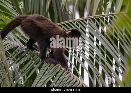 Brauner Kapuziner Klettern auf einem Palmblatt, Atlantischen Regenwaldes, Itatiaia, Brasilien Stockfoto