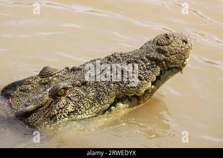 Nahaufnahme des Kopfes eines Salzwasserkrokodils, das auf der Flussoberfläche schwimmt, Adelaide River, Austral Stockfoto