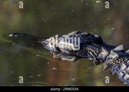 Nahaufnahme eines Salzwasserkrokodils, das auf der Flussoberfläche schwimmt, Yellow Water, Kakadu National Park Stockfoto