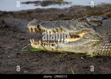 Profil eines Salzwasserkrokodils mit offener Mündung am Flussufer, Gelbes Wasser, Kakadu National Par Stockfoto