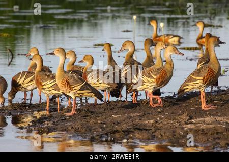 Gruppe von pflaumenigen Pfeifenten im warmen Abendlicht, Gelbes Wasser, Kakadu National Park, Austr Stockfoto