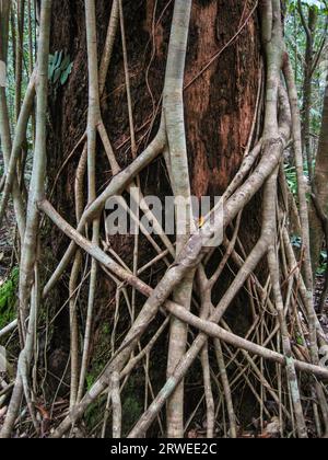 Die Wurzeln eines Feigenbaums erwürgen einen Baumstamm im Regenwald, Cape Tribulation National Par Stockfoto