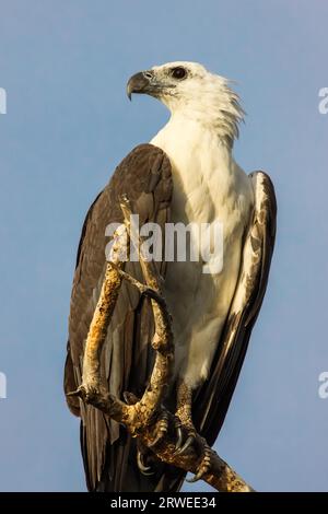 Nahaufnahme eines White bellied sea Eagle, Gelb Wasser, Kakadu National Park, Australien Stockfoto