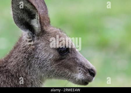 Profil von einem Eastern Grey Kangaroo, gegenüber, girraween National Park, Queensland, Australien Stockfoto