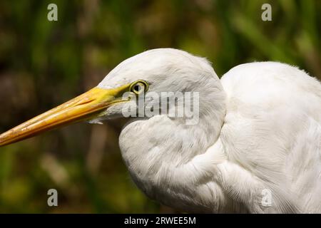 Porträt eines Reihern mit mittlerem Beinkaliber, Gelbes Wasser, Kakadu National Park, Australien Stockfoto