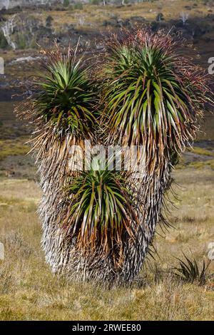 Beeindruckende Pandanus-palmen im Cradle Mountain NP, Tasmanien Stockfoto