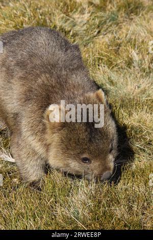 Nahaufnahme eines Wombat, der auf Gras unterwegs ist, Cradle Mountain NP, Tasmanien Stockfoto