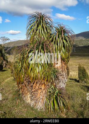 Beeindruckende Pandanus-palmen im Cradle Mountain NP, Tasmanien Stockfoto