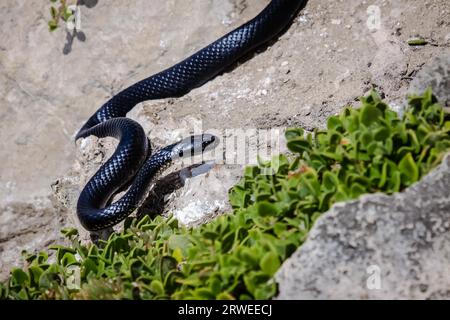 Nahaufnahme eines gefährlichen Black Tiger Schlange im natürlichen Lebensraum, Kangaroo Island, South Australia Stockfoto