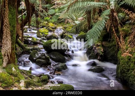 Strom fließt durch üppigen Regenwald, St Columba fällt, Tasmanien, Australien Stockfoto