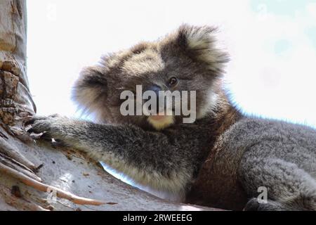 Koala ruht im Schatten auf einem Eukalyptusbaum, gegenüber dem Great Otway National Park, Victoria, Aust Stockfoto