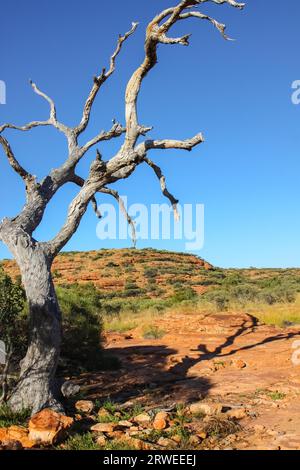 Baum in der Wüste mit Schatten am Nachmittag Licht, Kings Canyon, Northern Territory Stockfoto