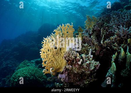 Netzbrandkorallen (Millepora dichotoma) im Hintergrund, Sonnenstrahlen. Tauchplatz House Reef, Mangrove Bay, El Quesir, Rotes Meer, Ägypten Stockfoto