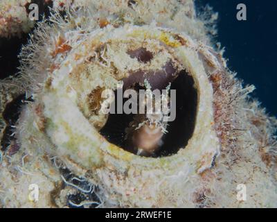 Ein Säbelzahnblenny (Petroscirtes mitratus) besiedelt einen Kunststoffkanister, Meeresmüll, einen Tauchplatz am House Reef, Mangrove Bay, El Quesir und das Rote Meer Stockfoto